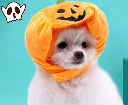 Costume Citrouille D'halloween Pour Chiens