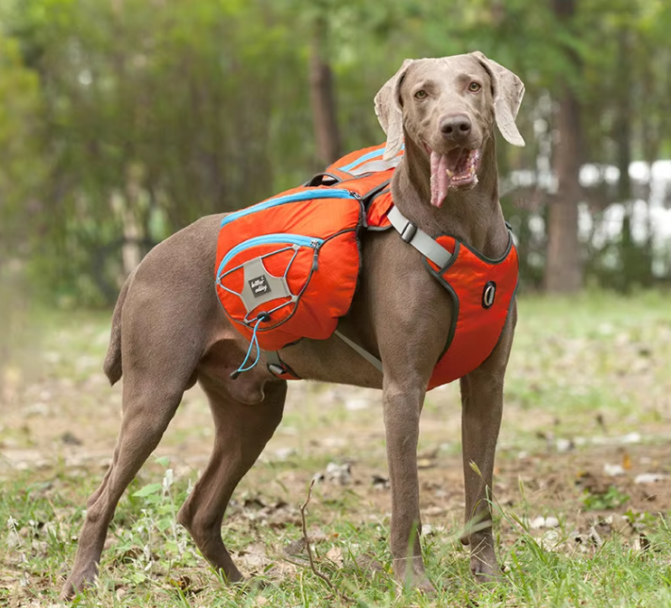 Sac À Dos De Randonnée Pour Chiens Avec Poches Étanches - Civière Portable Pour Chiens Pour Les Activités De Plein Air