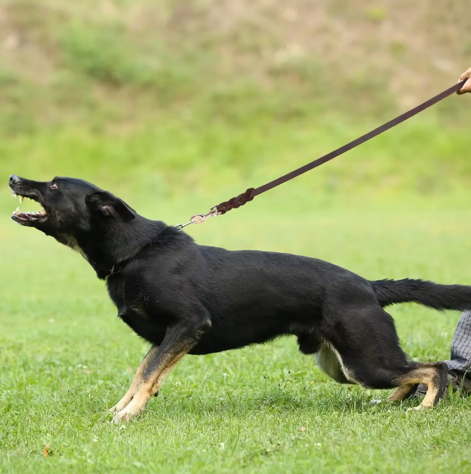 Laisse En Cuir Pour Chien Avec Mousqueton Doré - Accessoire Pour Chien Robuste Et Élégant