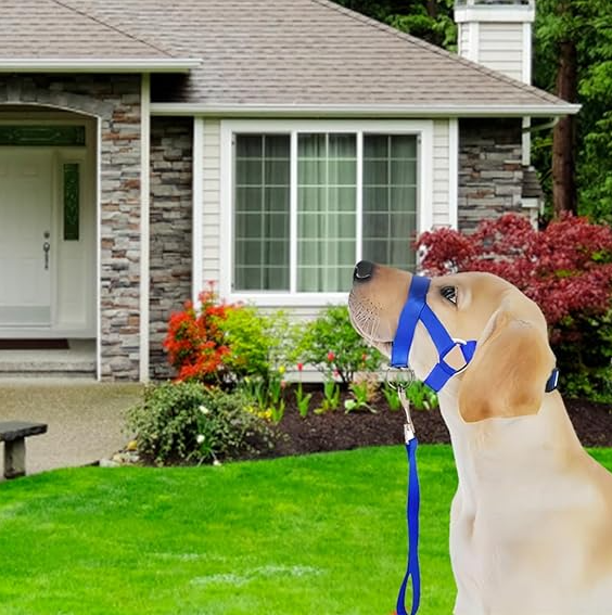 Harnais Réglable Avec Laisse Pour Chiens De Taille Petite Et Moyenne