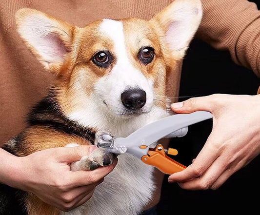 Cisaille à Griffes pour Animaux Domestiques - Cisaille à Griffes Précise et Sûre avec Loupe à Led