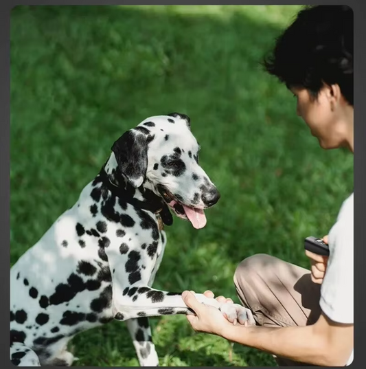 Développeur de Chien Portable avec Télécommande