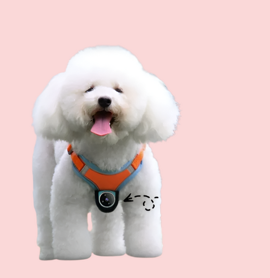 Caméra de Surveillance sans Fil pour Animaux de Compagnie - Caméra Hd avec Mode Nuit et Audio Bidirectionnel