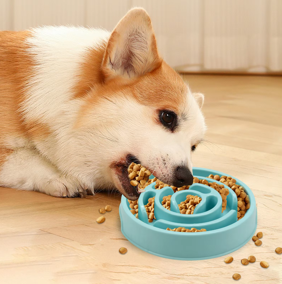 Bol D' Alimentation Lent pour Chiens