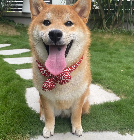 Collier Rafraîchissant Pour Chien Avec Motif Traditionnel Pour Les Jours Chauds