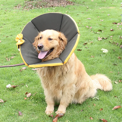 Collier De Protection Confortable Pour Chien