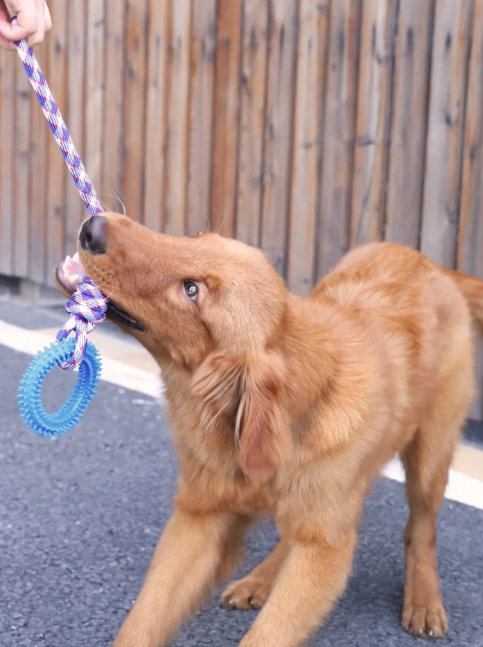 Jouet Pour Chien Robuste Avec Anneau De Dentition - Jouet À Mâcher Corde À Déchirer Pour Un Plaisir Interactif