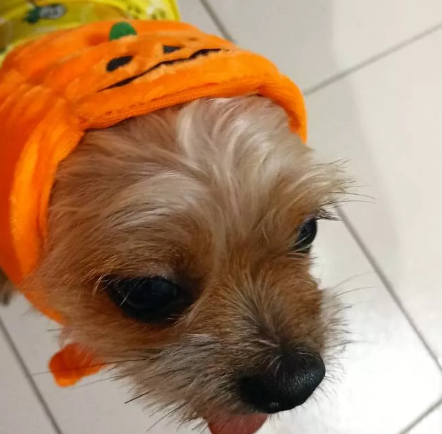 Costume Citrouille D'halloween Pour Chiens