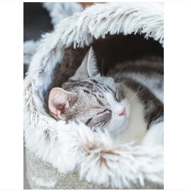 Lit De Maison Pour Chats Avec Bord Moelleux Pour Un Confort Ultime