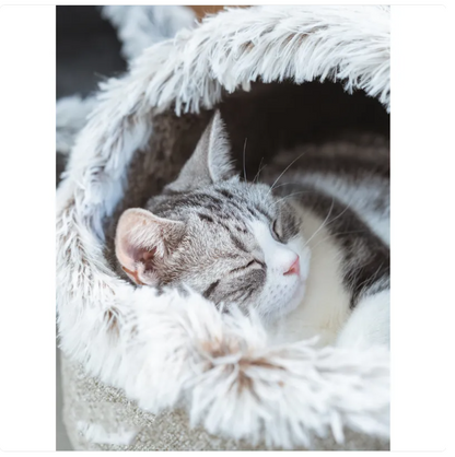 Lit De Maison Pour Chats Avec Bord Moelleux Pour Un Confort Ultime