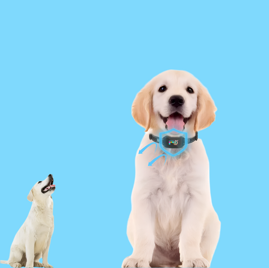 Collier De Dressage Pour Chien Avec Télécommande - 8 Niveaux De Sensibilité Vibration Mode Choc