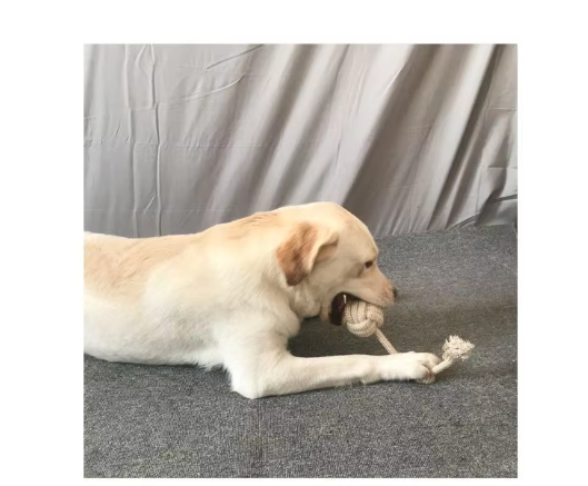 Ensemble de Jouets à Mâcher Robustes en Corde - un Plaisir Durable pour les Chiens