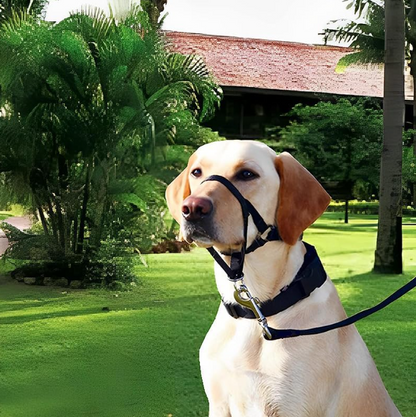 Harnais Réglable Avec Laisse Pour Chiens De Taille Petite Et Moyenne