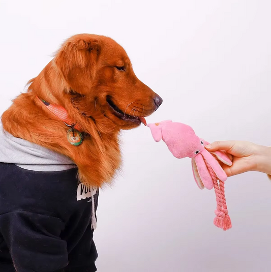 Plusieurs Jouets à Mâcher Interactifs pour Chiens