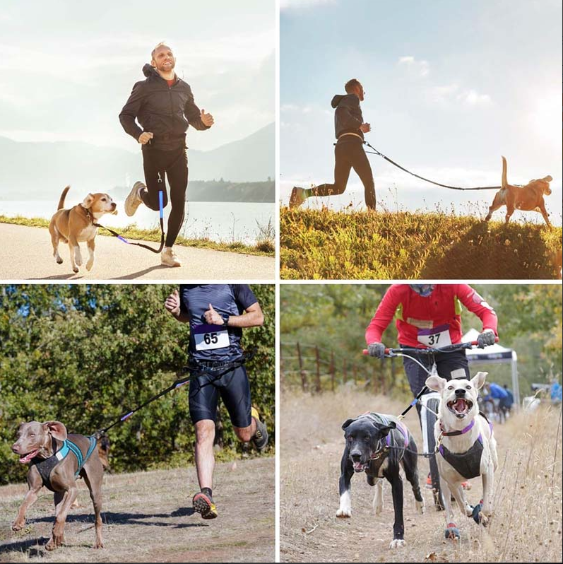 Laisse pour Chien Mains - Libres avec Poche Ventrale