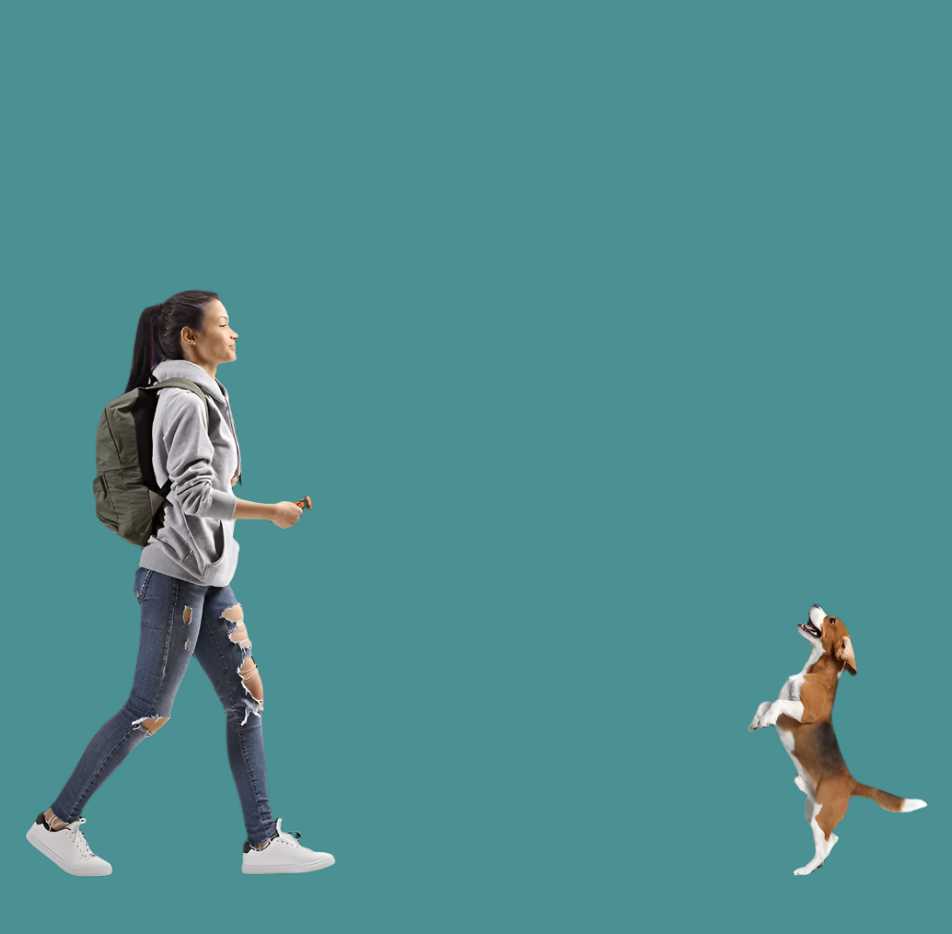 Appareil de Dressage pour Chiens avec Fonction Sonore et Lumineuse