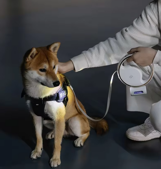 Laisse Pour Chien Avec Lumière Led Et Mécanisme Extensible Pour Une Promenade En Toute Sécurité
