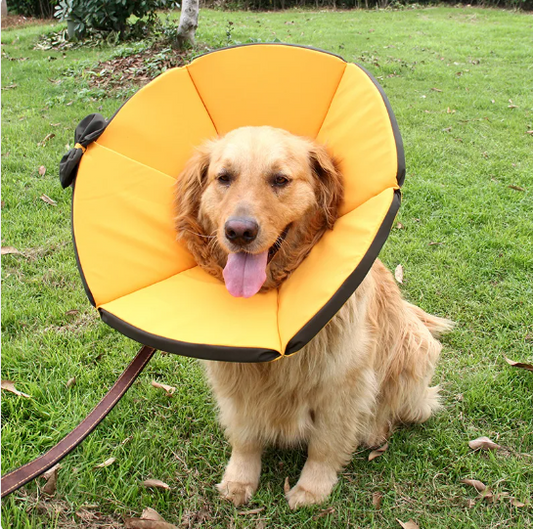 Collier De Protection Confortable Pour Chien