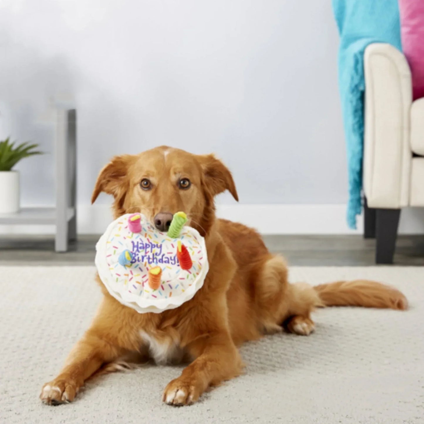 Jouets pour Chiens Anniversaire Set - Gâteau en Peluche , Cupcake & Os avec Fonction Couinement