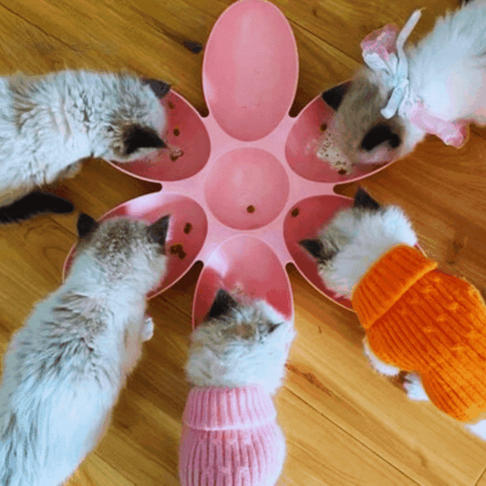 Assiette De Nourriture Pour Chats En Forme De Fleur - 6 Bols De Différentes Couleurs