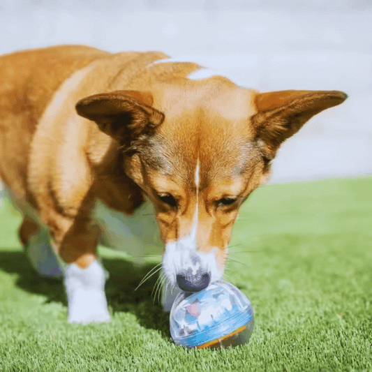Balle de Nourriture Interactive pour Chiens - Favorise le Jeu et la Prise de Nourriture