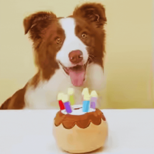Jouets pour Chiens Gâteau D' Anniversaire - avec Bougies et Peluche