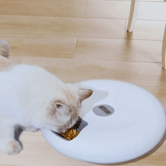 Ecuelle Automatique pour Animaux Domestiques - Distributeur Numérique de Nourriture en Différentes Couleurs