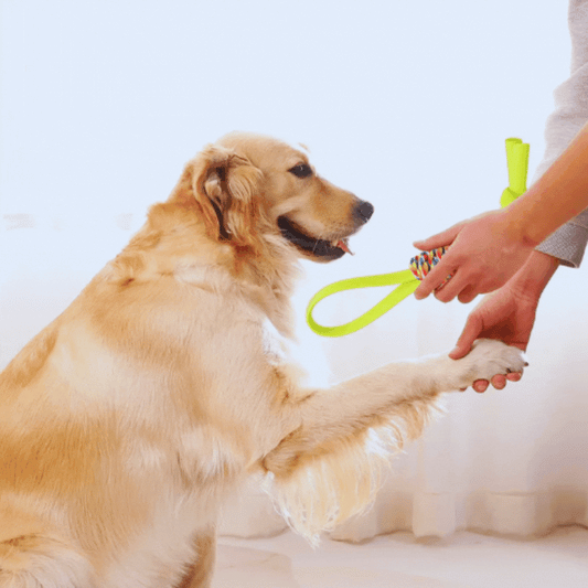 Jouets pour Chiens en Corde - Corde de Traction Colorée à Mâcher et à Jouer