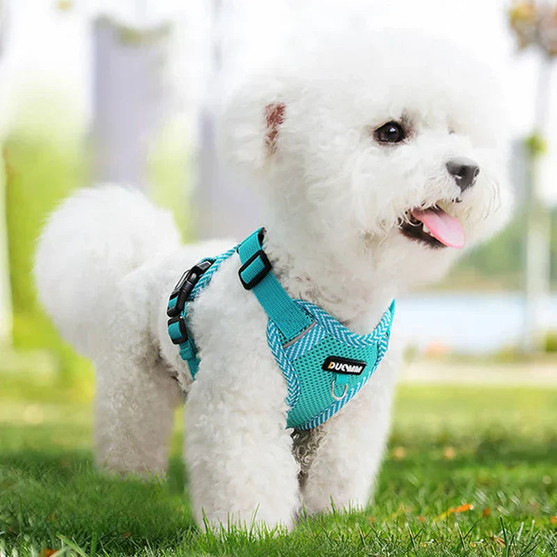 Harnais Réfléchissant Avec Laisse Pour Petits Chiens