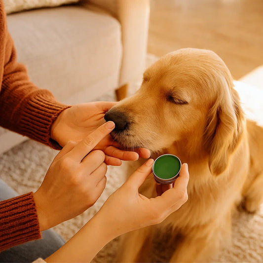 Crème de soin et de protection pour truffe de chien