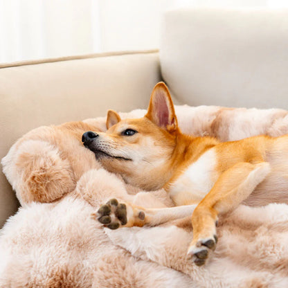 Lit Douillet Pour Chien Pour Un Sommeil Détendu