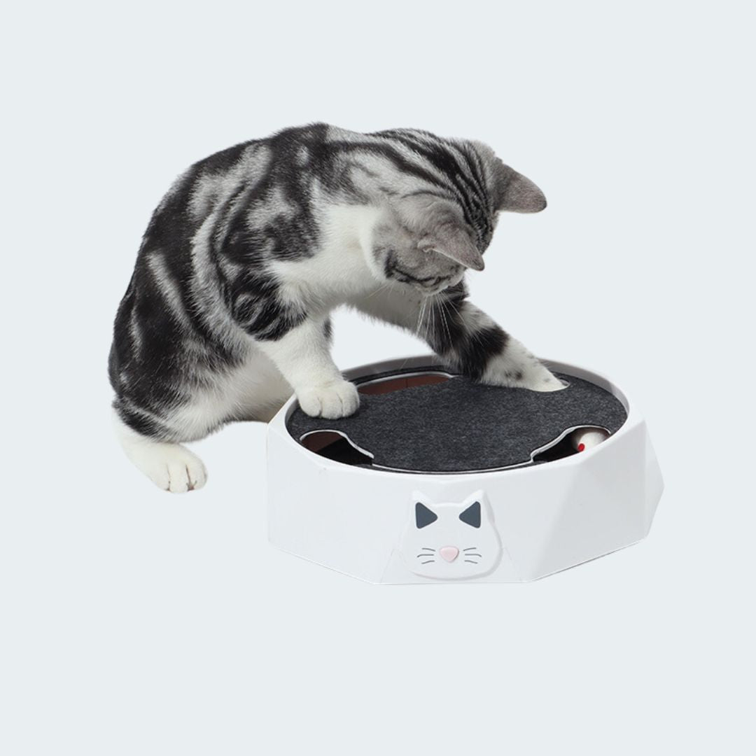 Jeu Interactif De Cache-cache De Souris Pour Chats