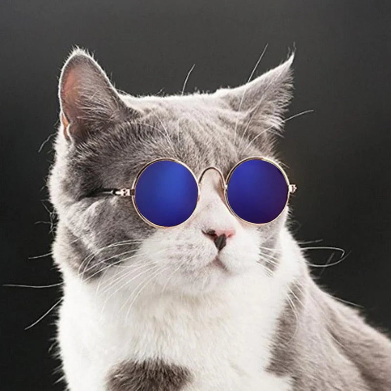 Lunettes À La Mode Pour Chats