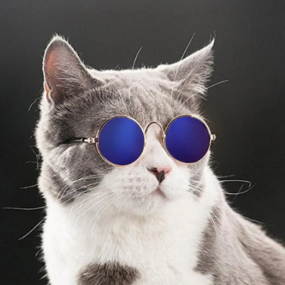Lunettes À La Mode Pour Chats