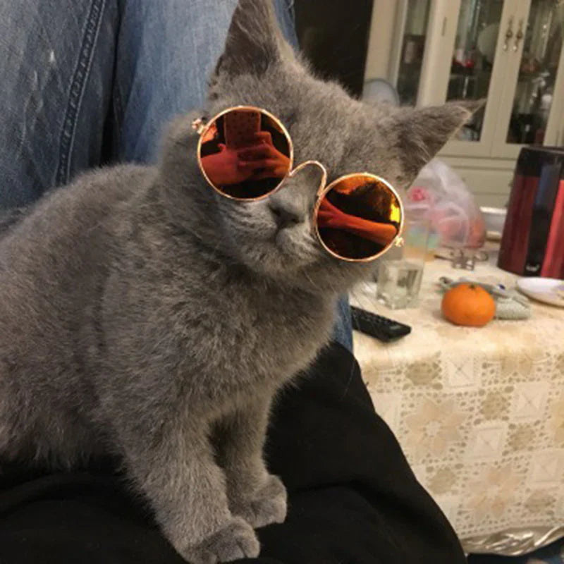 Lunettes À La Mode Pour Chats