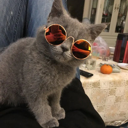 Lunettes À La Mode Pour Chats