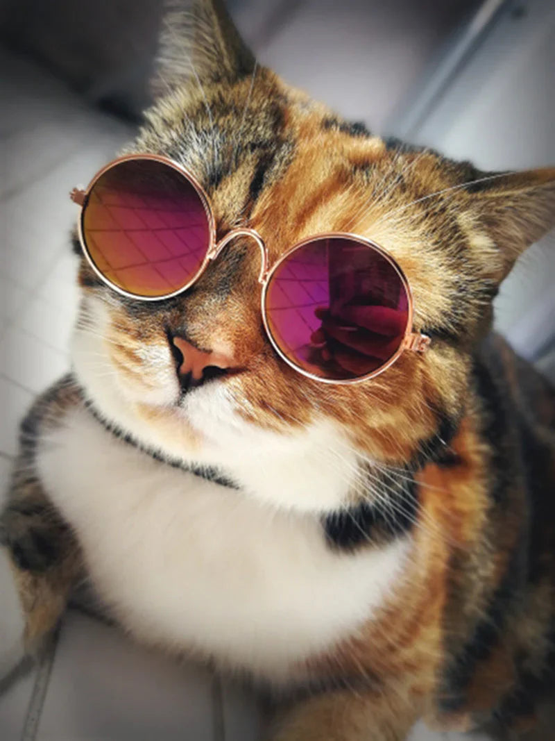 Lunettes À La Mode Pour Chats