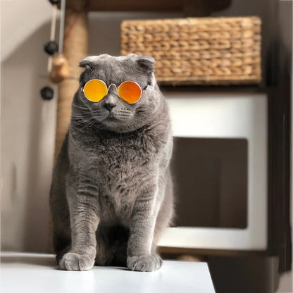 Lunettes À La Mode Pour Chats